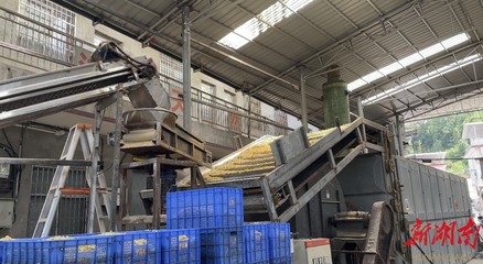 山界回族鄉(xiāng) 百合加工承攬全縣80%業(yè)務(wù)，除四害服務(wù)助力鄉(xiāng)村發(fā)展