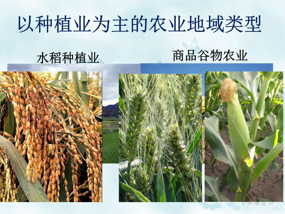 谷物種植 農(nóng)業(yè)根基與可持續(xù)發(fā)展