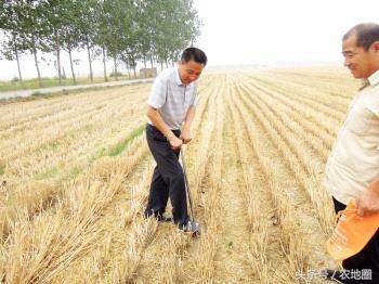 肥料廠爭它 經(jīng)銷商怕它 種田的愛它 這種肥要火——谷物種植新寵揭秘